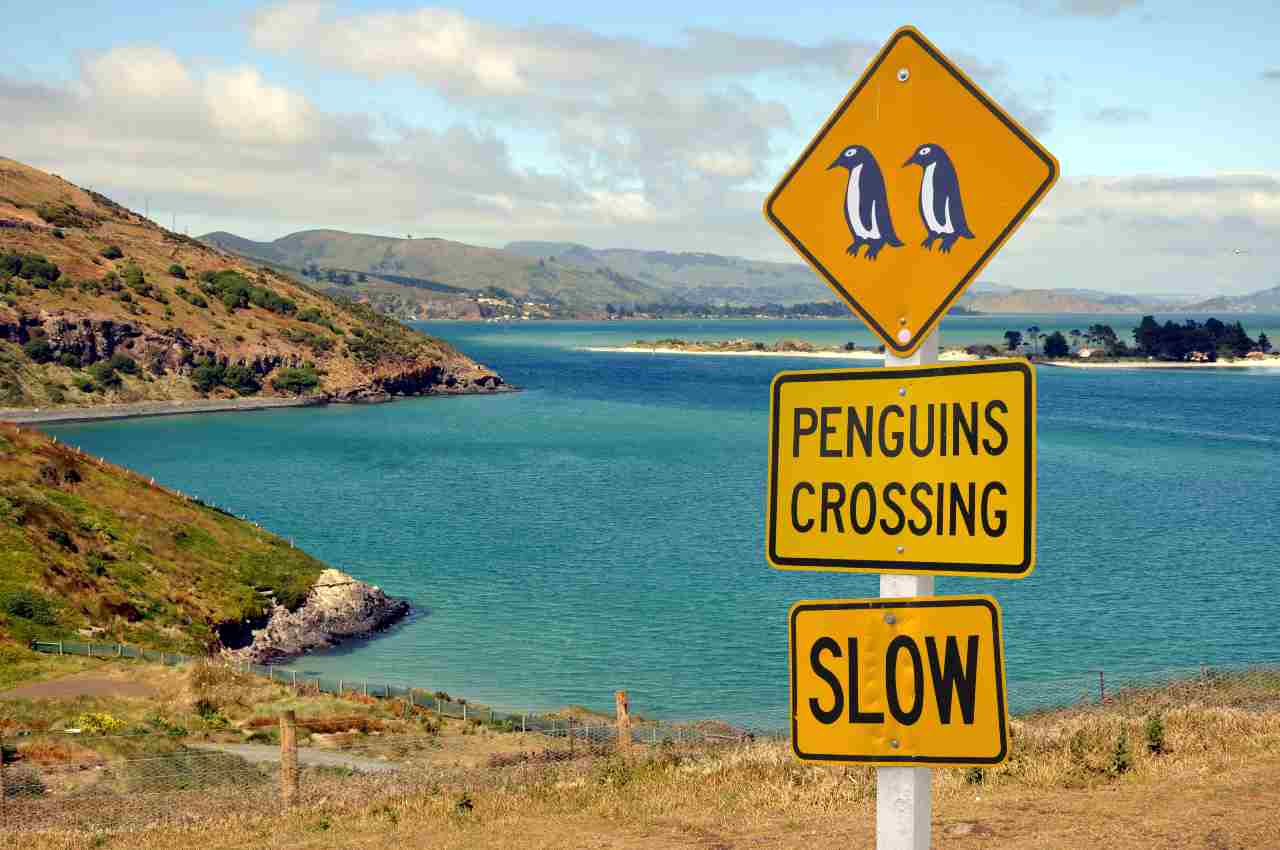 Pinguini-Nuova-Zelanda