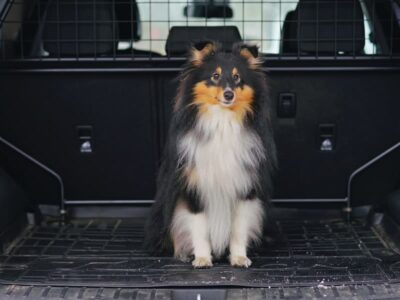 Come trasportare correttamente cani in auto