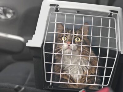 Trasporto gatto in auto