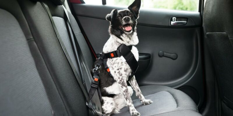 cintura-di-sicurezza-per-cani