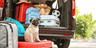10 accessori auto imperdibili viaggiare cane