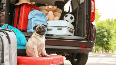 10 accessori auto imperdibili viaggiare cane